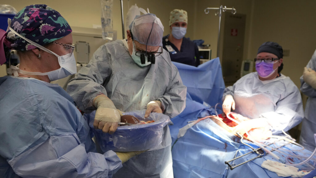 STAT+: Cell therapy primed liver transplant patients to avoid organ rejection, small study shows