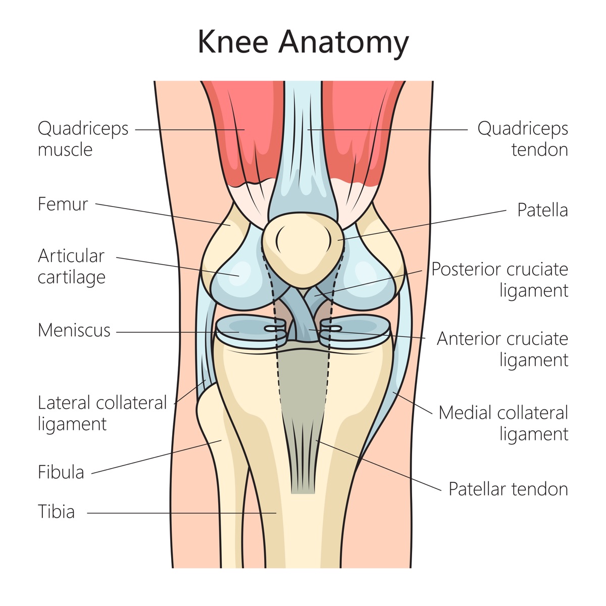 Knee joint anatomy diagram